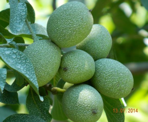 Name:  Resim 409.jpg
Views: 817
Size:  41.9 KB