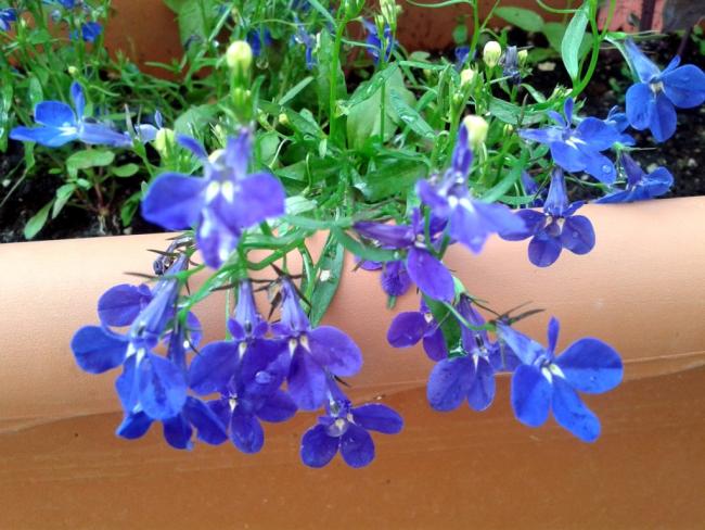 Name:  20140713_082221.jpg
Views: 572
Size:  56.3 KB