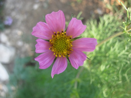 Name:  cosmos.jpg
Views: 910
Size:  69.7 KB