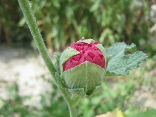 Name:  hatmi--.jpg
Views: 1144
Size:  26.4 KB