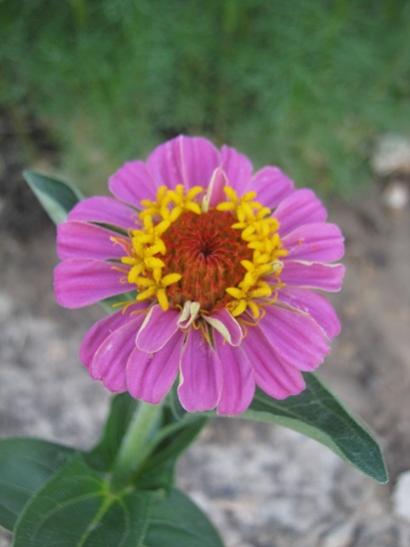 Name:  zinnia.jpg
Views: 1168
Size:  24.6 KB
