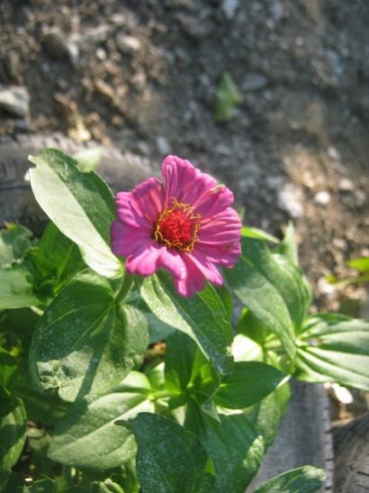 Name:  zinnia1.jpg
Views: 1150
Size:  37.3 KB