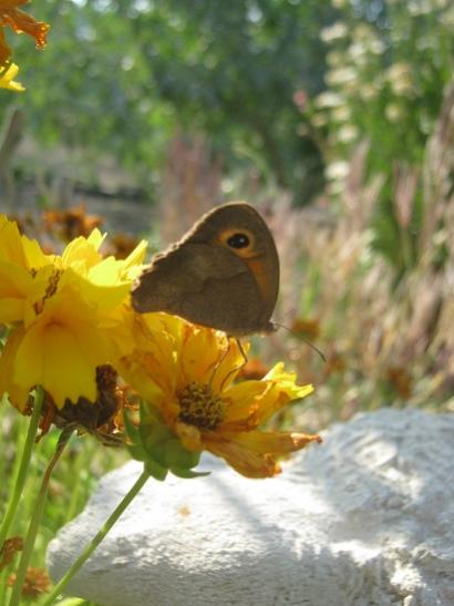 Name:  coreopsis.jpg
Views: 1062
Size:  32.2 KB
