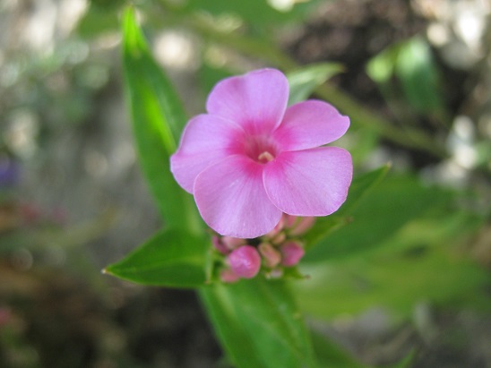 Name:  flox.jpg
Views: 865
Size:  54.8 KB