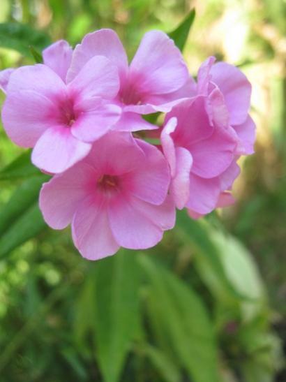 Name:  flox1.jpg
Views: 1135
Size:  23.6 KB