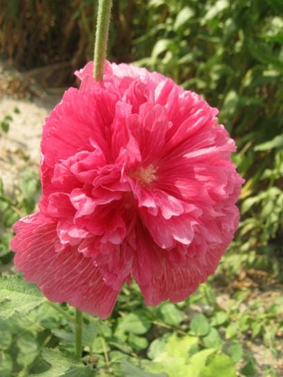 Name:  pembe gl h..jpg
Views: 958
Size:  37.7 KB