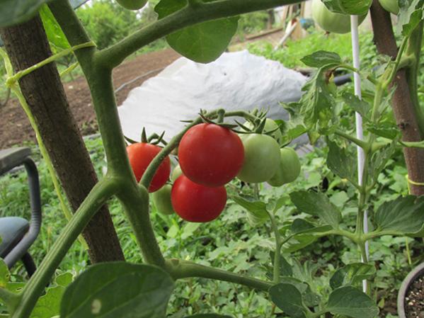 Name:  IMG_3675.jpg
Views: 921
Size:  50.5 KB