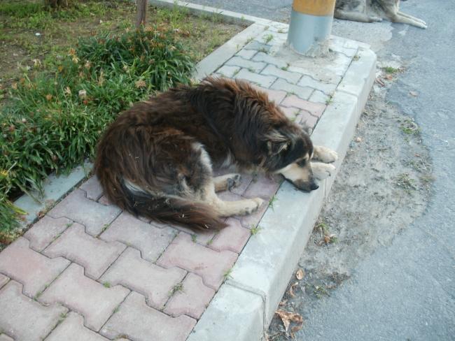 Name:  P1010094a.jpg
Views: 447
Size:  57.0 KB