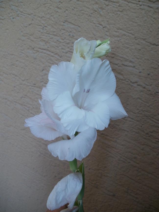 Name:  P1010169a.jpg
Views: 450
Size:  47.4 KB