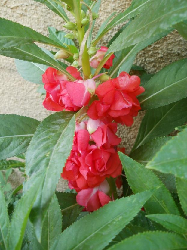 Name:  P1010008a.jpg
Views: 456
Size:  71.2 KB
