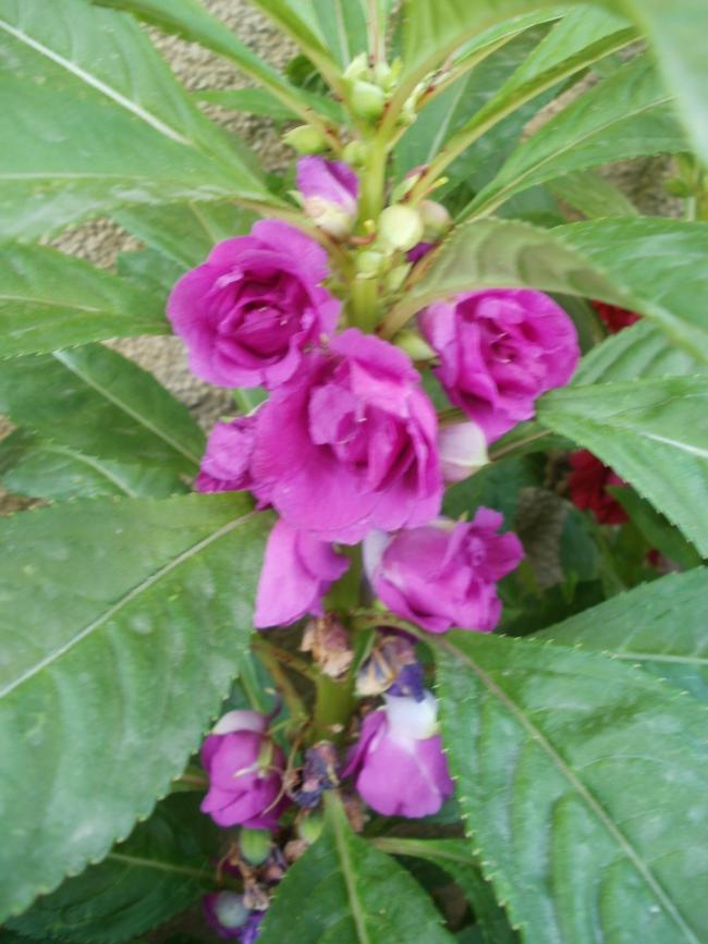 Name:  P1010009a.jpg
Views: 470
Size:  66.5 KB