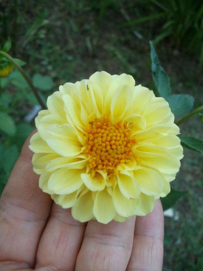 Name:  P1010054a.jpg
Views: 431
Size:  48.3 KB
