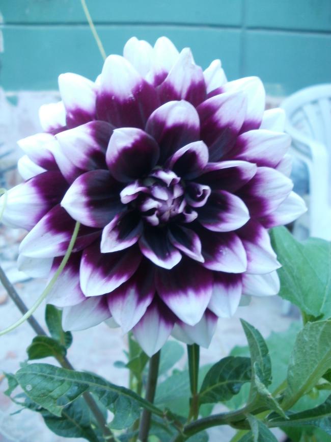 Name:  P1010167a.jpg
Views: 444
Size:  61.5 KB