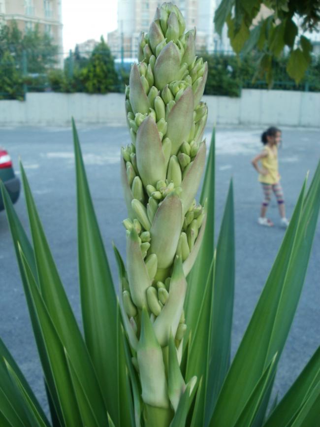 Name:  P1010093a.jpg
Views: 447
Size:  56.8 KB