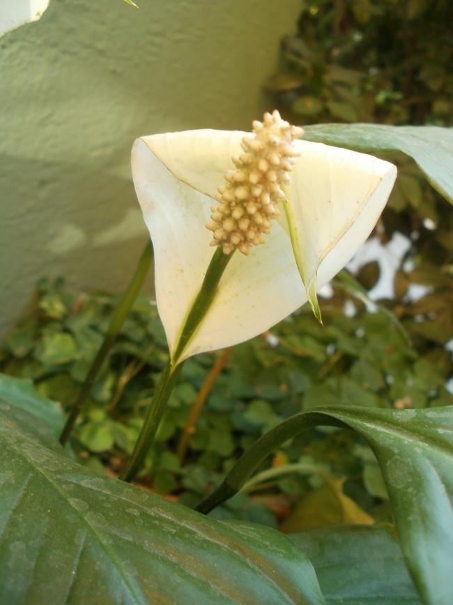 Name:  P1010024a.jpg
Views: 423
Size:  51.3 KB