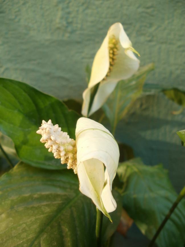 Name:  P1010026a.jpg
Views: 426
Size:  43.6 KB