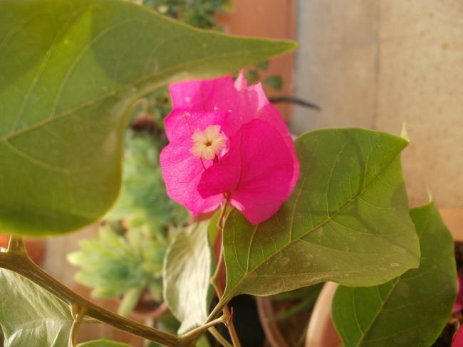 Name:  P1010030a.jpg
Views: 425
Size:  31.9 KB