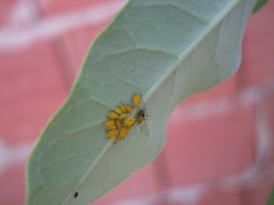 Name:  sar yaprak biti----.jpg
Views: 1085
Size:  47.0 KB