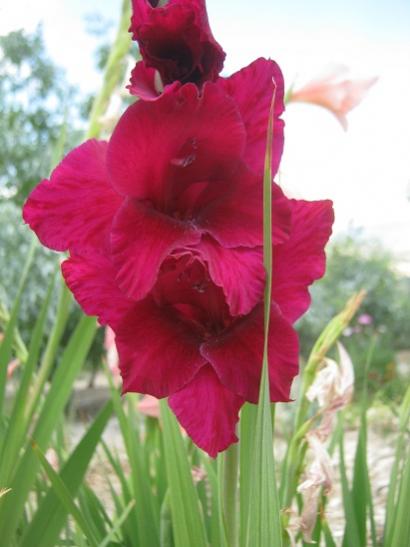 Name:  glayl.jpg
Views: 758
Size:  28.8 KB