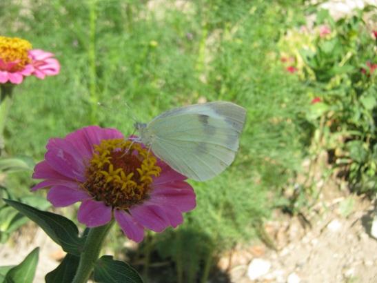 Name:  beyaz kelebek.jpg
Views: 689
Size:  34.9 KB