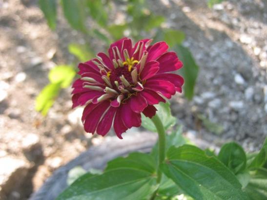 Name:  zinnia.jpg
Views: 695
Size:  30.9 KB