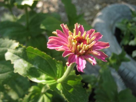 Name:  zinnia3.jpg
Views: 689
Size:  28.1 KB