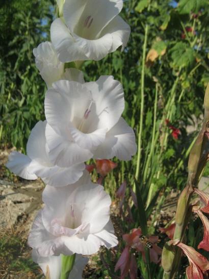 Name:  beyaz glayl.jpg
Views: 1416
Size:  39.3 KB