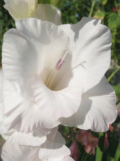 Name:  beyaz glayl1.jpg
Views: 1291
Size:  23.7 KB