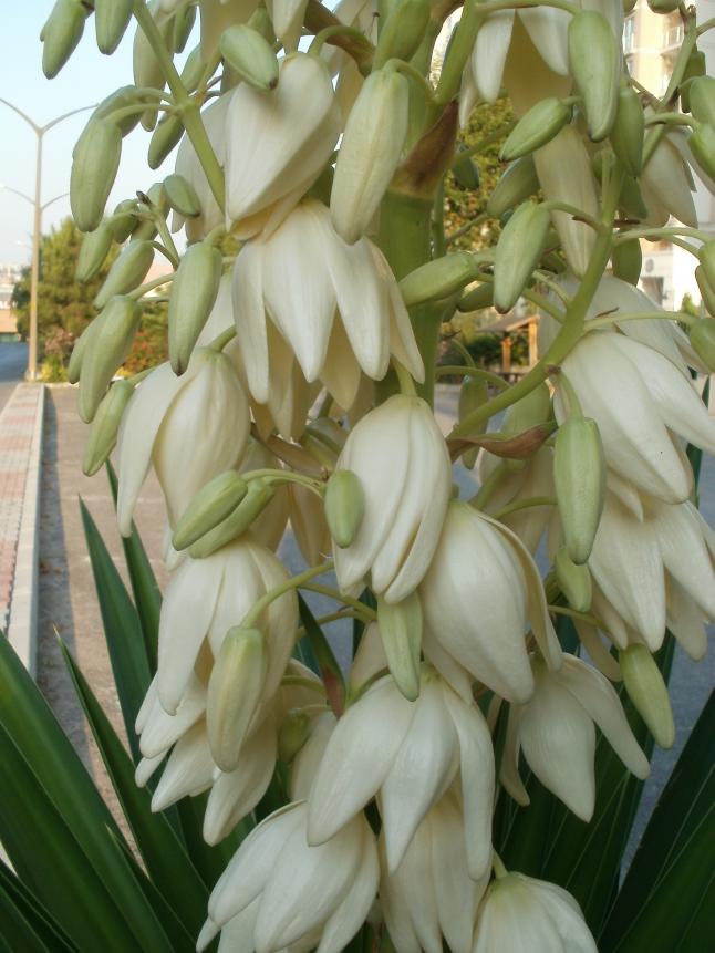 Name:  P1010009a.jpg
Views: 418
Size:  69.9 KB
