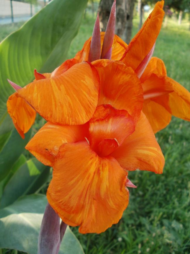 Name:  P1010038a.jpg
Views: 736
Size:  60.6 KB