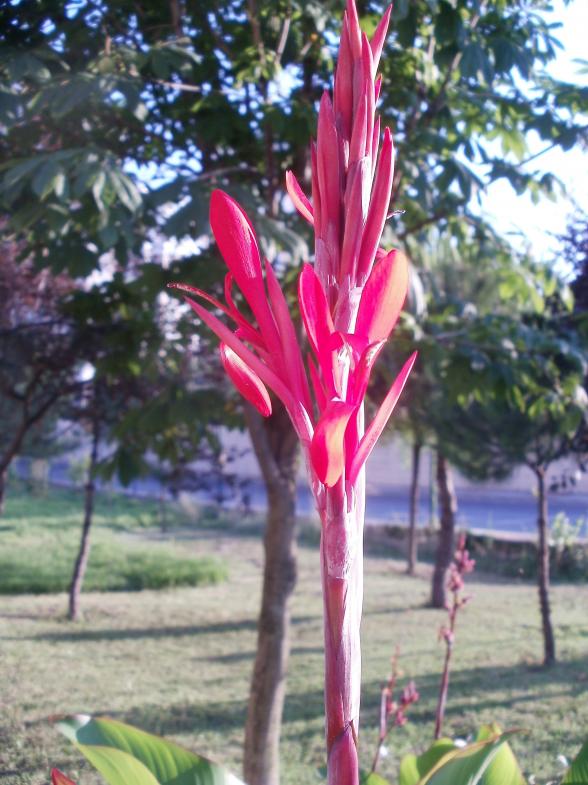 Name:  P1010042a.jpg
Views: 698
Size:  74.0 KB