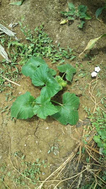 Name:  20140725_130101.jpg
Views: 1543
Size:  74.7 KB