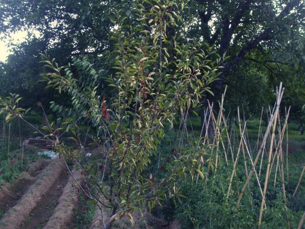 Name:  vine.jpg
Views: 1167
Size:  71.2 KB