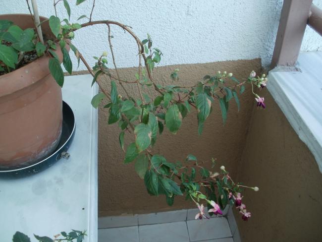 Name:  P1010071a.jpg
Views: 875
Size:  43.3 KB