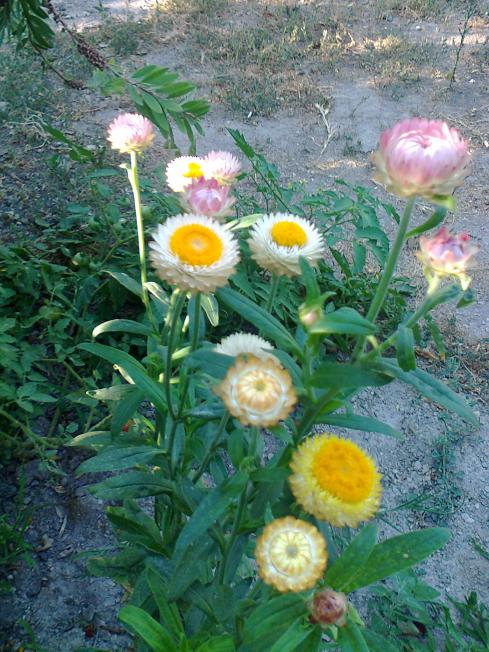 Name:  Fotoraf1466.jpg
Views: 490
Size:  76.3 KB