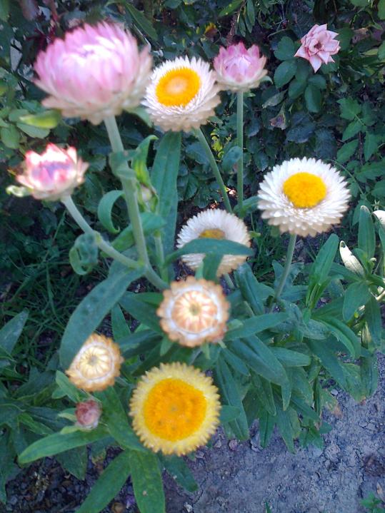 Name:  Fotoraf1467.jpg
Views: 484
Size:  75.0 KB