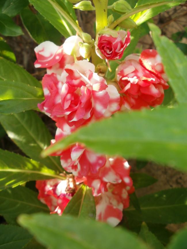 Name:  P1010160a.jpg
Views: 395
Size:  58.4 KB