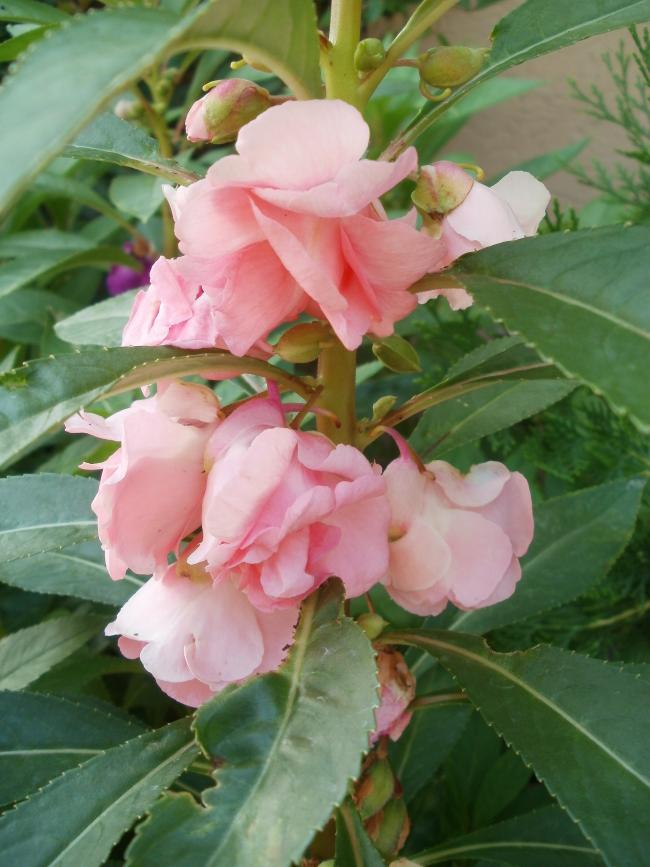 Name:  P1010170a.jpg
Views: 393
Size:  66.8 KB
