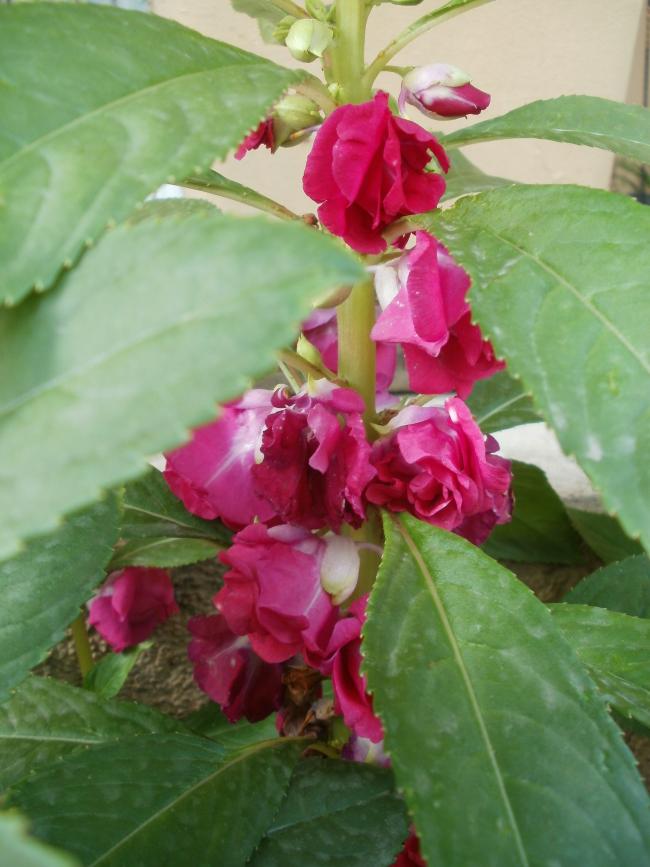 Name:  P1010169a.jpg
Views: 414
Size:  62.3 KB