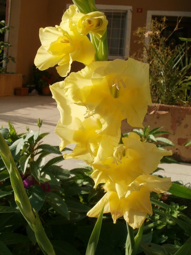 Name:  P1010187a.jpg
Views: 397
Size:  69.2 KB