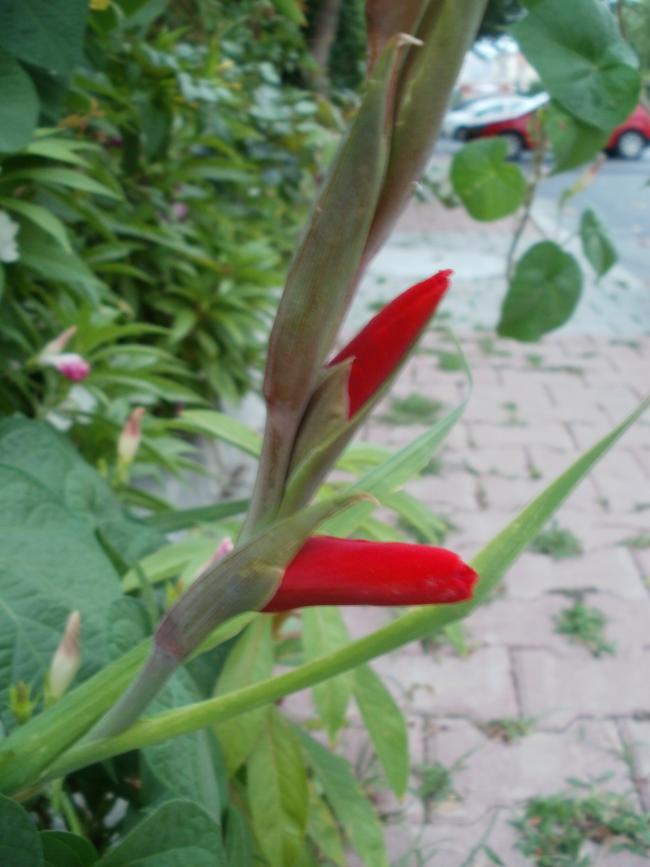 Name:  P1010121a.jpg
Views: 379
Size:  55.1 KB
