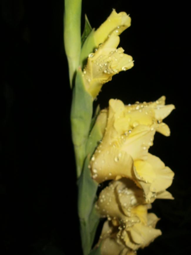 Name:  P1010157a.jpg
Views: 414
Size:  31.0 KB