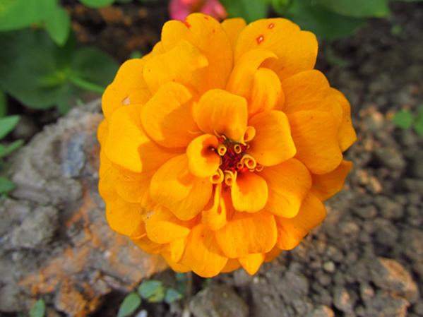 Name:  IMG_3907.jpg
Views: 2892
Size:  32.6 KB
