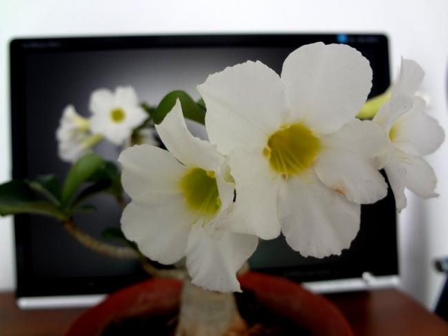 Name:  47.jpg
Views: 523
Size:  23.6 KB