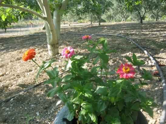 Name:  zinnialar.jpg
Views: 876
Size:  56.9 KB