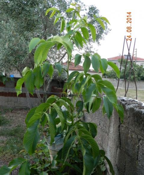 Name:  Resim 492.jpg
Views: 779
Size:  55.7 KB