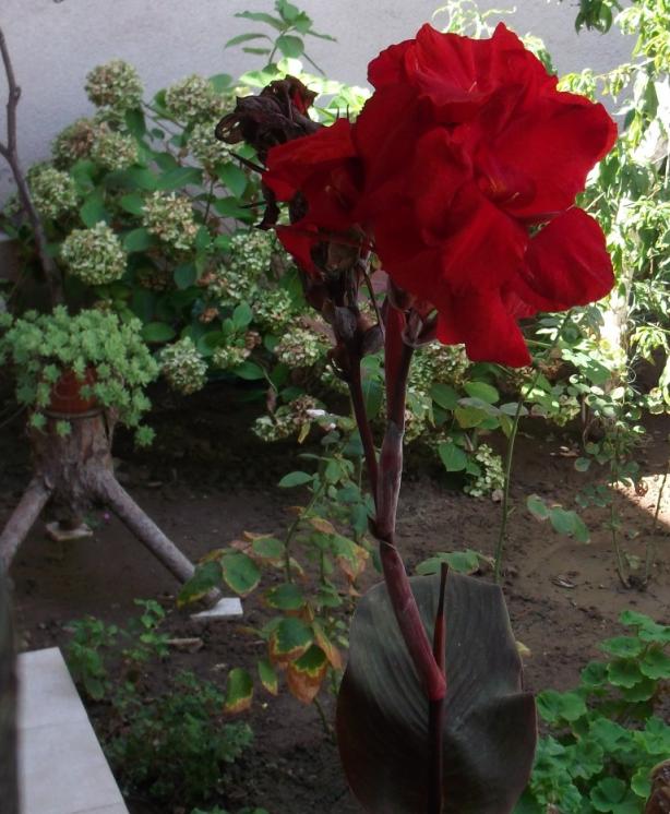 Name:  DSCF5614.jpg
Views: 702
Size:  71.9 KB
