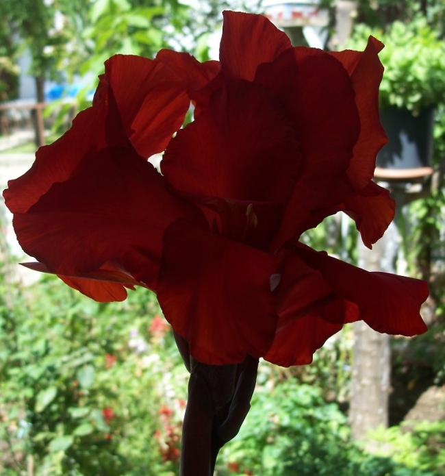 Name:  100_1101.jpg
Views: 617
Size:  53.0 KB