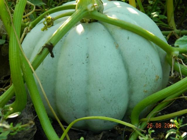 Name:  Resim 534.jpg
Views: 964
Size:  42.3 KB