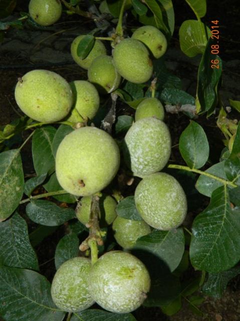 Name:  Resim 594.jpg
Views: 714
Size:  49.3 KB